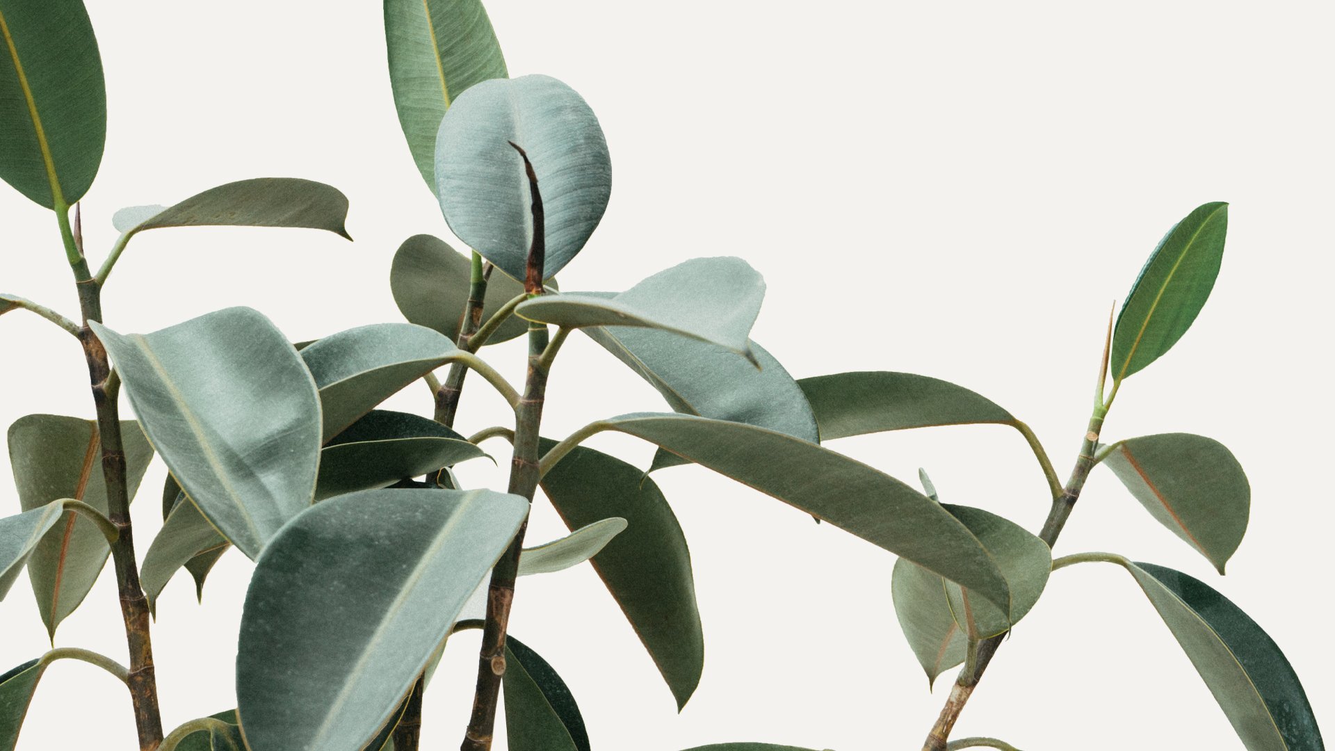 Fondo de header, imagen de una planta
